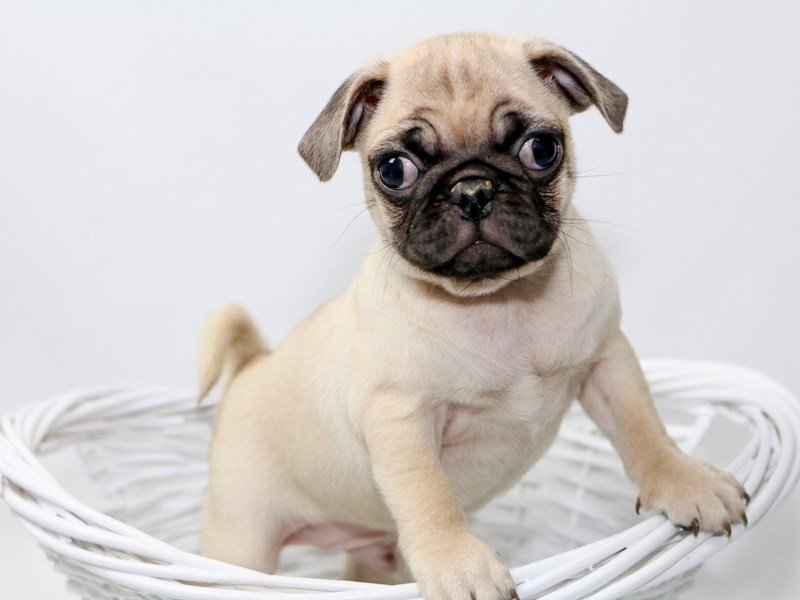 Pug-DOG-Male-FN-2373240-My Next Puppy