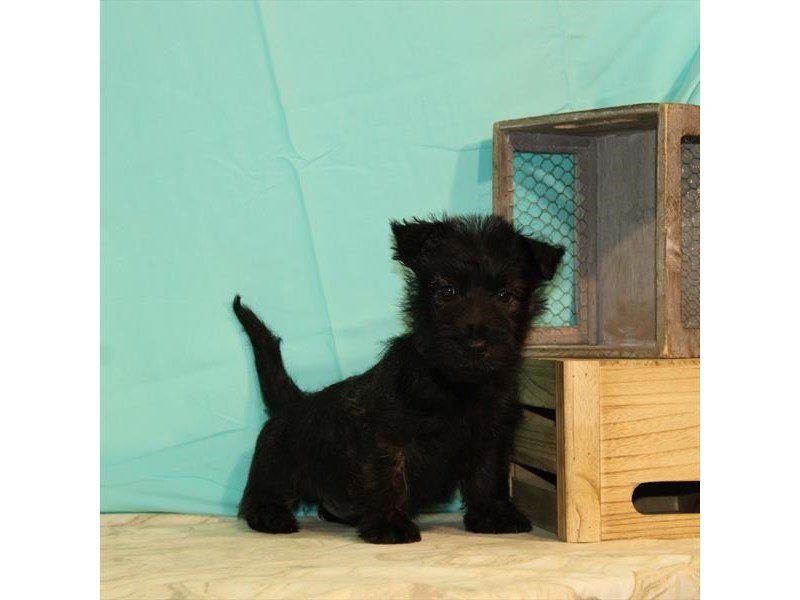 Scottish Terrier-DOG-Male-Black Brindle-2680404-My Next Puppy