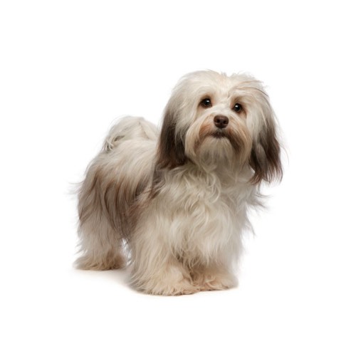 are havanese easy to take care of