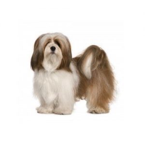 lhasa apso