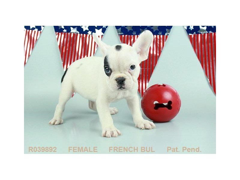 French Bulldog-DOG-Female-BLK:PBLD-1827619-My Next Puppy