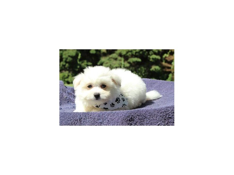 Pomeranian/Bichon-DOG-Male-White / Cream-1828038-My Next Puppy