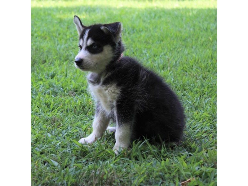 Siberian Husky-DOG-Female-Black / White-1850689-My Next Puppy