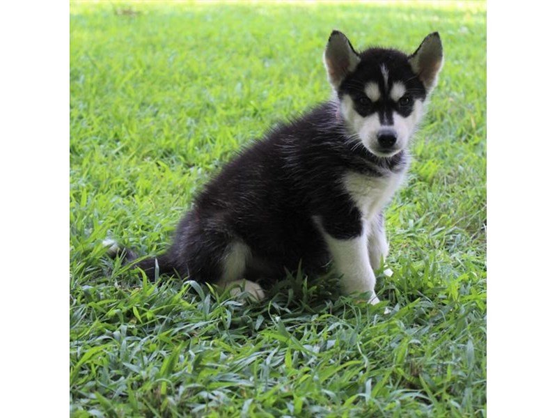 Siberian Husky-DOG-Female-Black / White-1850692-My Next Puppy