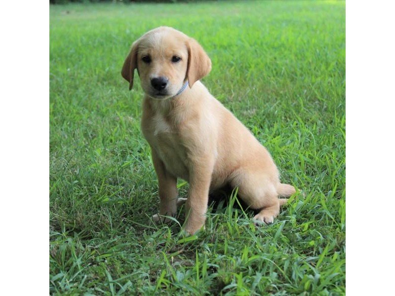 Labrador Retriever-DOG-Female-Yellow-1850697-My Next Puppy