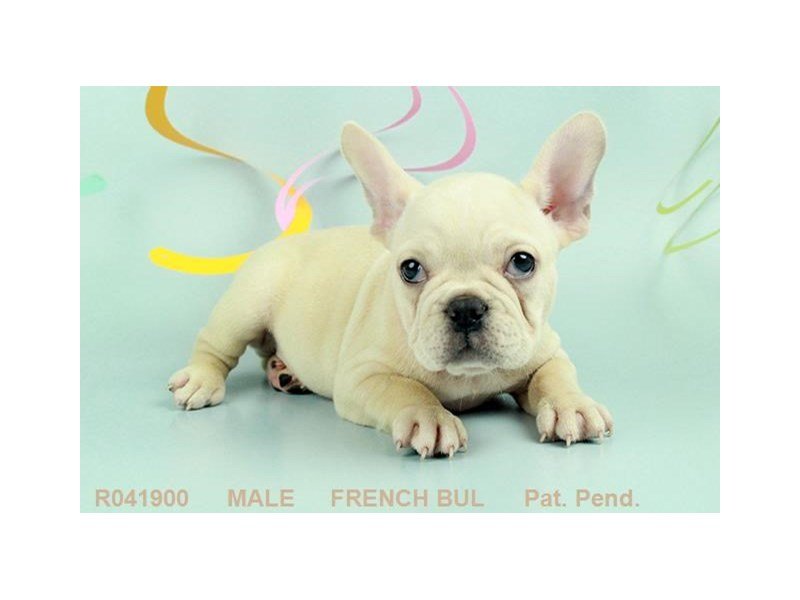 French Bulldog-DOG-Male-CR-1854561-My Next Puppy