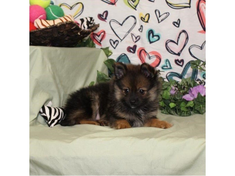 Pomeranian-DOG-Female-Red Sable-1856132-My Next Puppy
