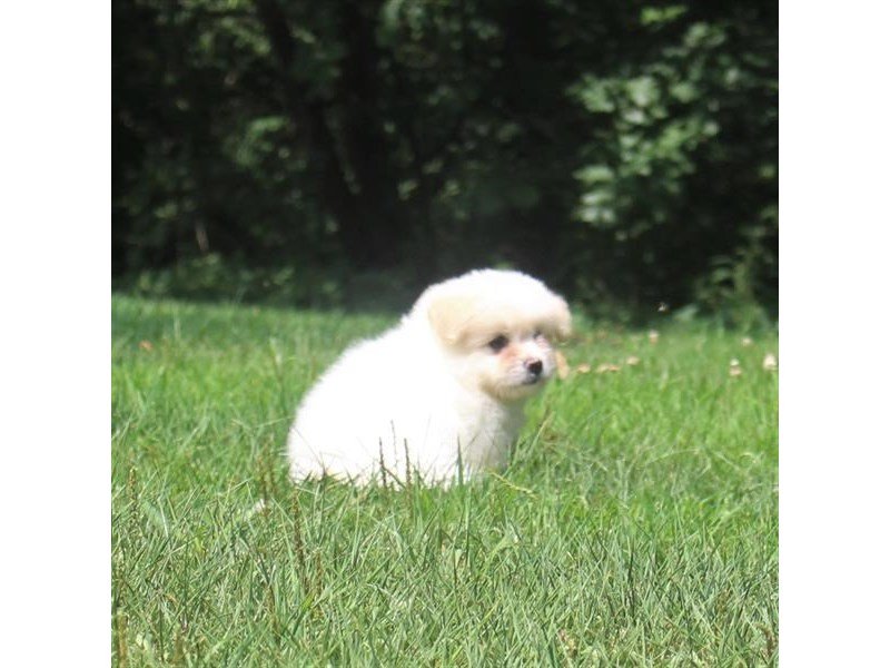 Pomeranian/Bichon-DOG-Male-White-1856136-My Next Puppy