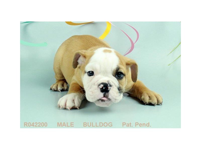 English Bulldog-DOG-Male-FN & WH-1859877-My Next Puppy