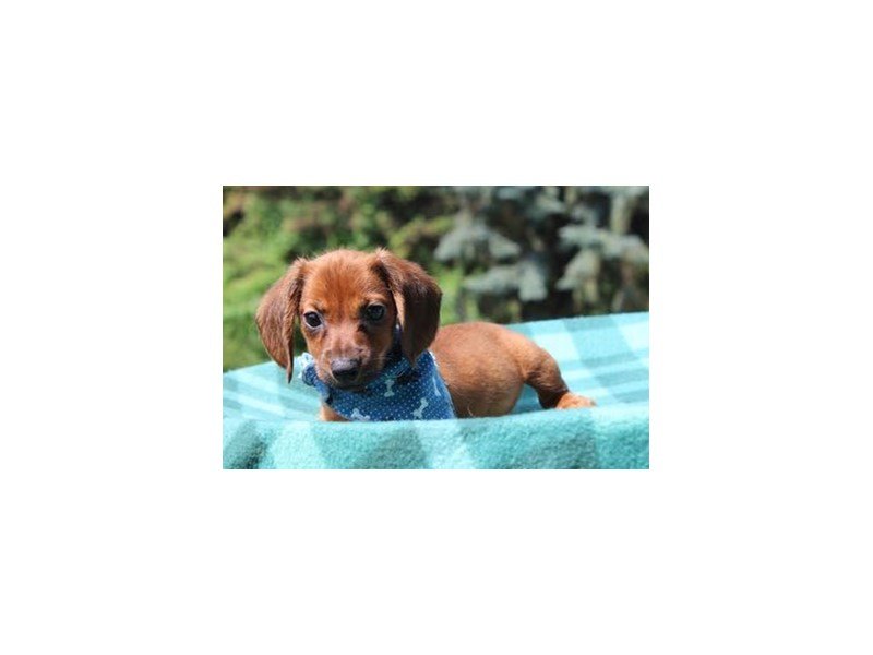 Dachshund-DOG-Male-Red-1860892-My Next Puppy