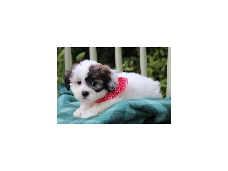 Shih Tzu/Bichon-DOG-Female-Brindle / White-1860895-My Next Puppy