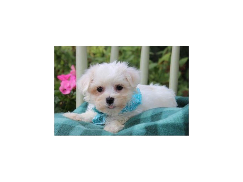 Maltese-DOG-Female-White-1860903-My Next Puppy