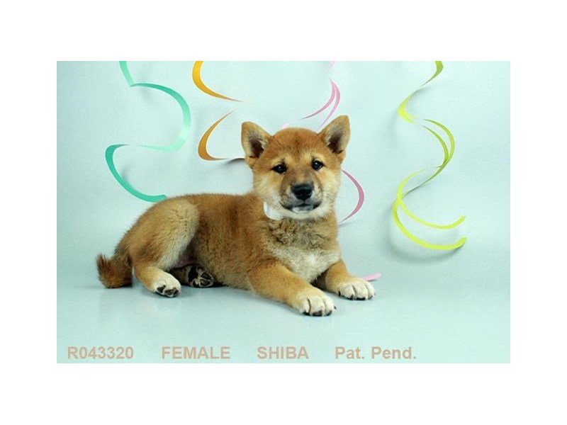 Shiba Inu-DOG-Female-RD-1870808-My Next Puppy
