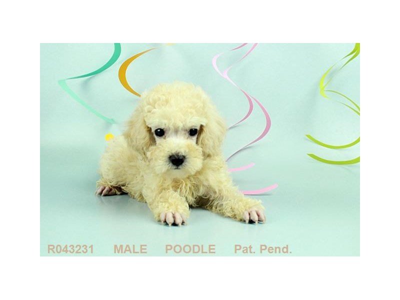 Poodle-DOG-Male-CR-1870816-My Next Puppy