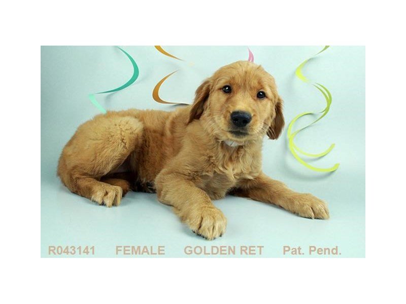 Golden Retriever-DOG-Female-DK GLDN-1870817-My Next Puppy