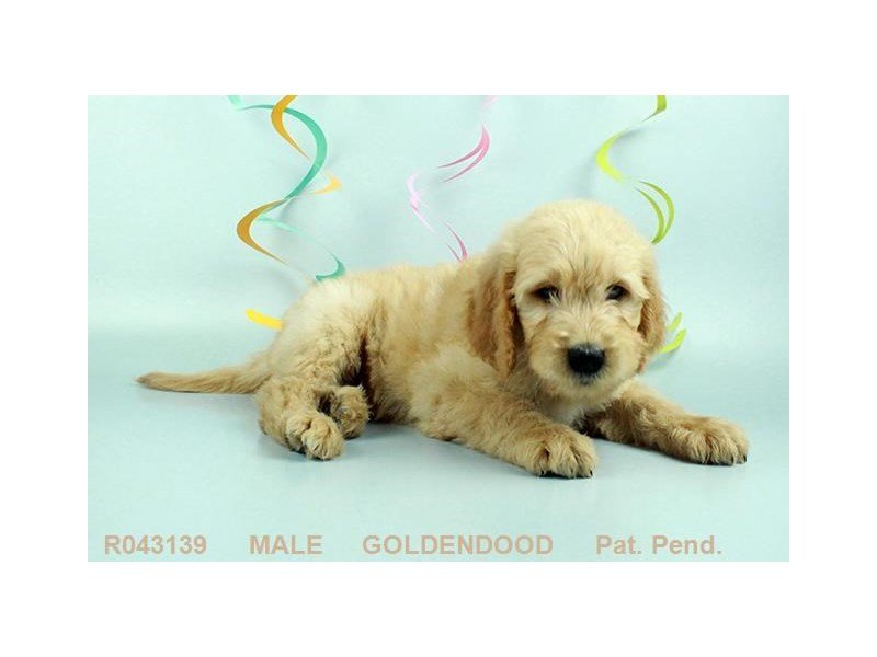 Goldendoodle-DOG-Male-GLDN-1870819-My Next Puppy