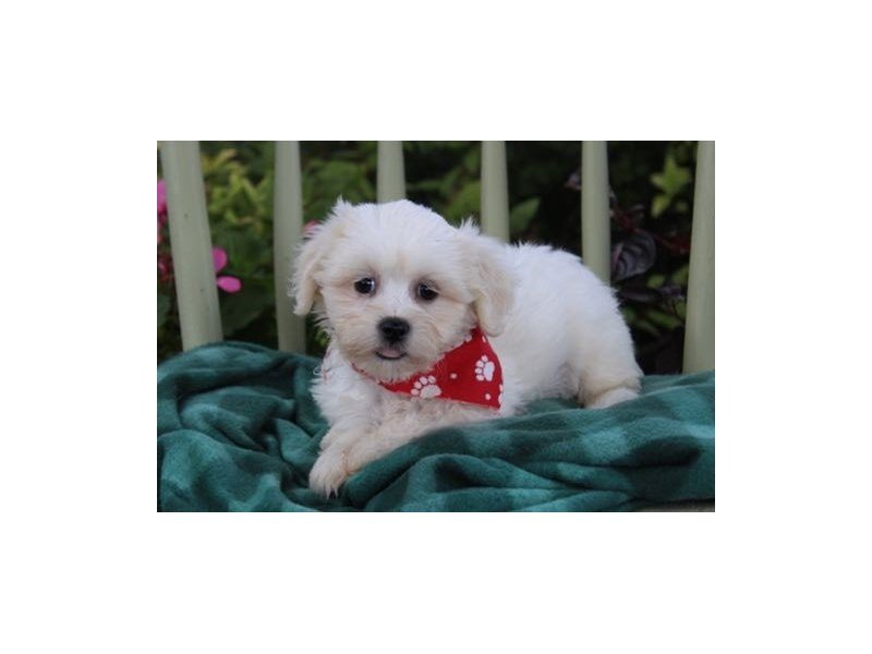 Shih Tzu/Bichon-DOG-Female-Cream / White-1871497-My Next Puppy