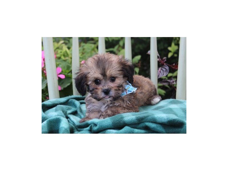 Shih Tzu/Bichon-DOG-Male-Brindle-1871500-My Next Puppy