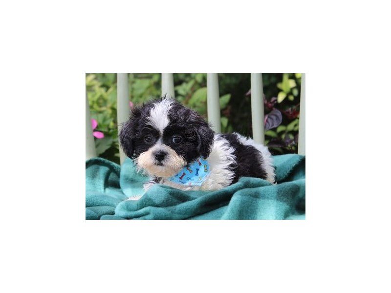 Shih Tzu/Poodle-DOG-Male-Black / White-1871501-My Next Puppy