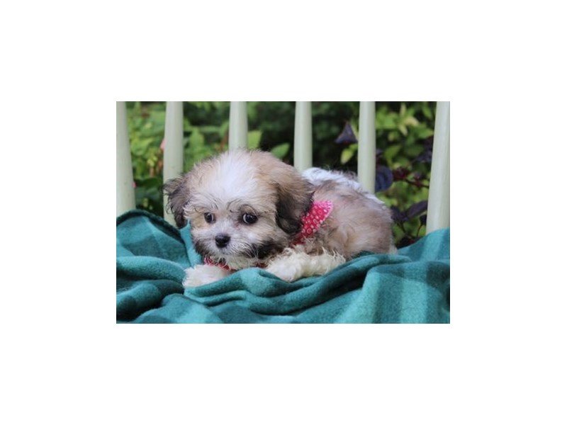 Shih Tzu/Bichon-DOG-Female-Brindle / White-1871503-My Next Puppy