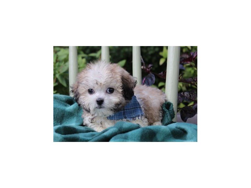Shih Tzu/Bichon-DOG-Male-Brindle / White-1871505-My Next Puppy