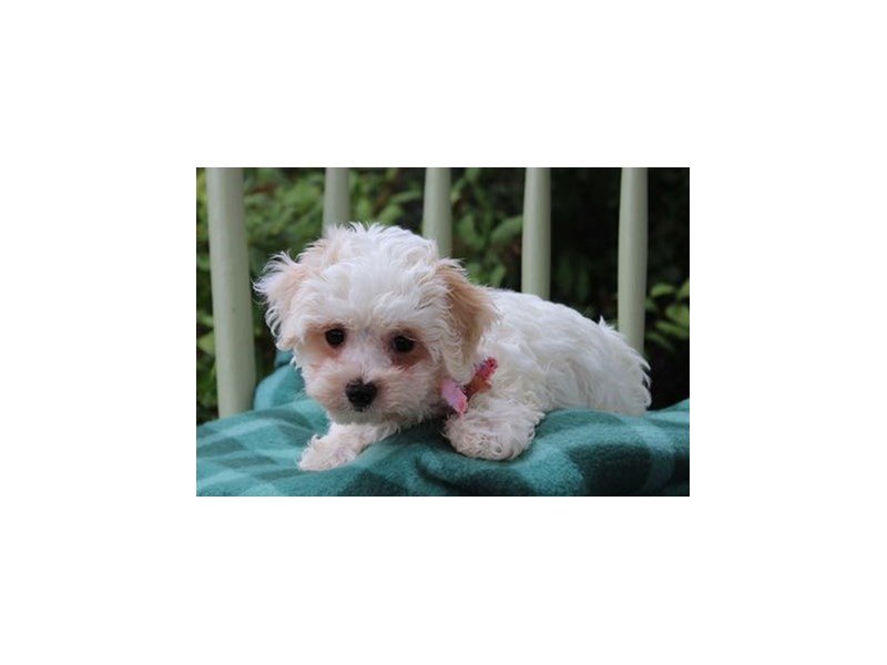 Havanese-DOG-Female-White / Cream-1871508-My Next Puppy