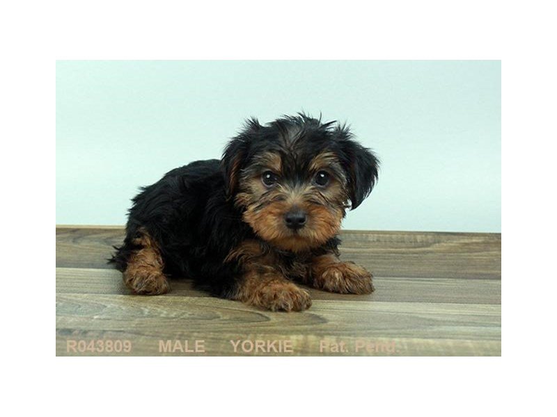 Yorkshire Terrier-DOG-Male-BLK & TN-1876589-My Next Puppy