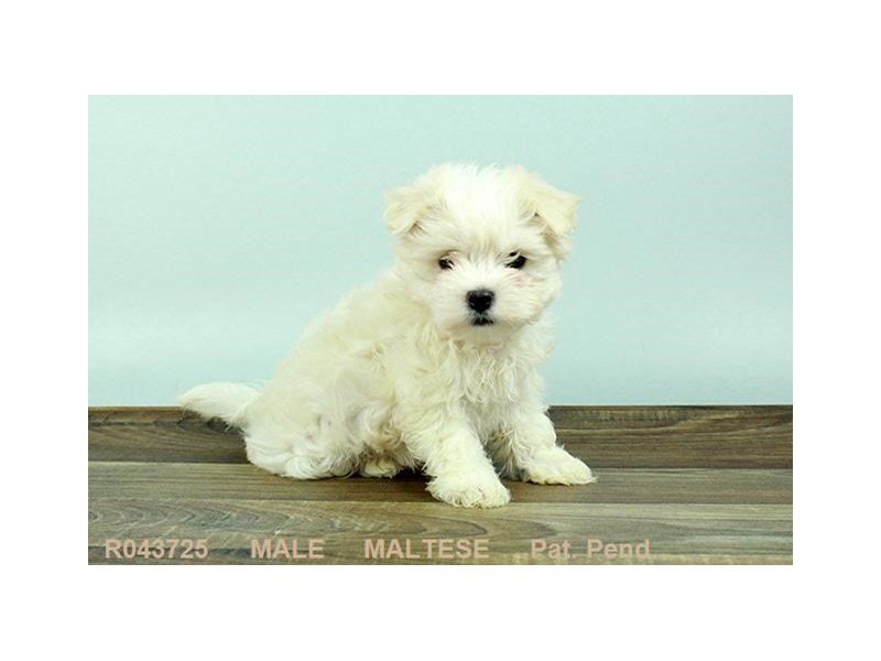 Maltese-DOG-Male-WH:BLK PTS-1876599-My Next Puppy