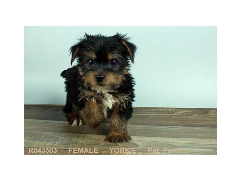 Yorkshire Terrier-DOG-Female-BLK & GLD-1876603-My Next Puppy