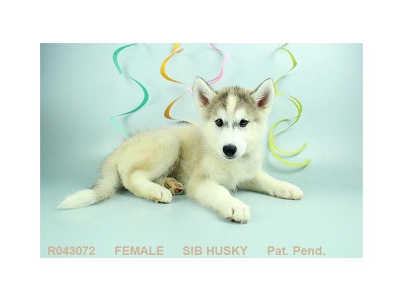 Siberian Husky-DOG-Female-AGT & WH-1870882-My Next Puppy