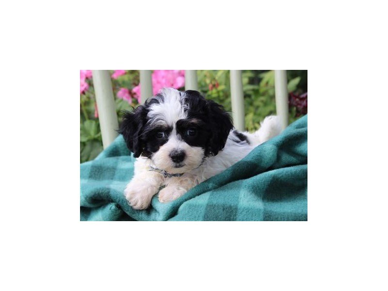 Havanese-DOG-Male-Black White / Tan-1878178-My Next Puppy