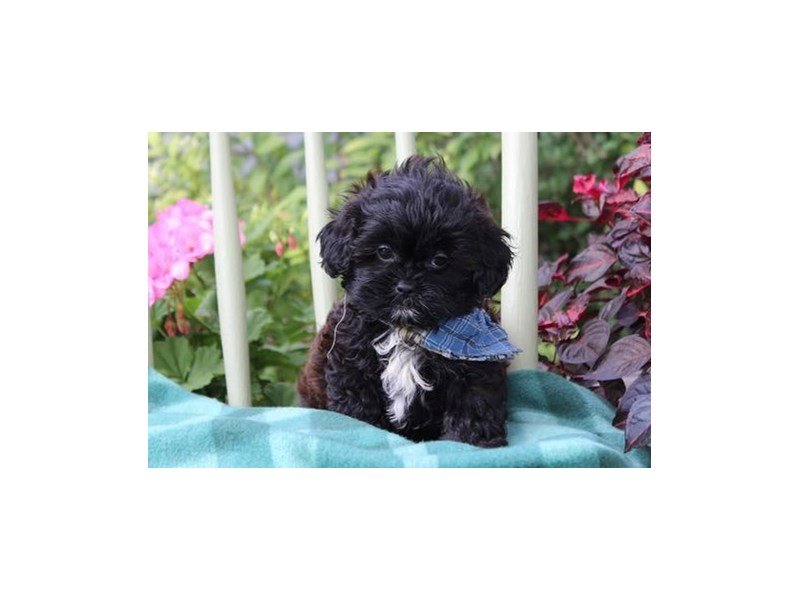 Poodle/Shih Tzu-DOG-Male-Black / Brindle-1878183-My Next Puppy