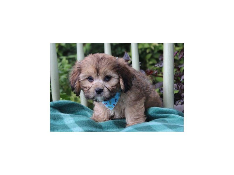 Cavalier King/Lhasa Apso-DOG-Male-Sable-1878187-My Next Puppy
