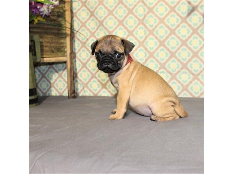Pug-DOG-Male-Red Fawn-1878188-My Next Puppy
