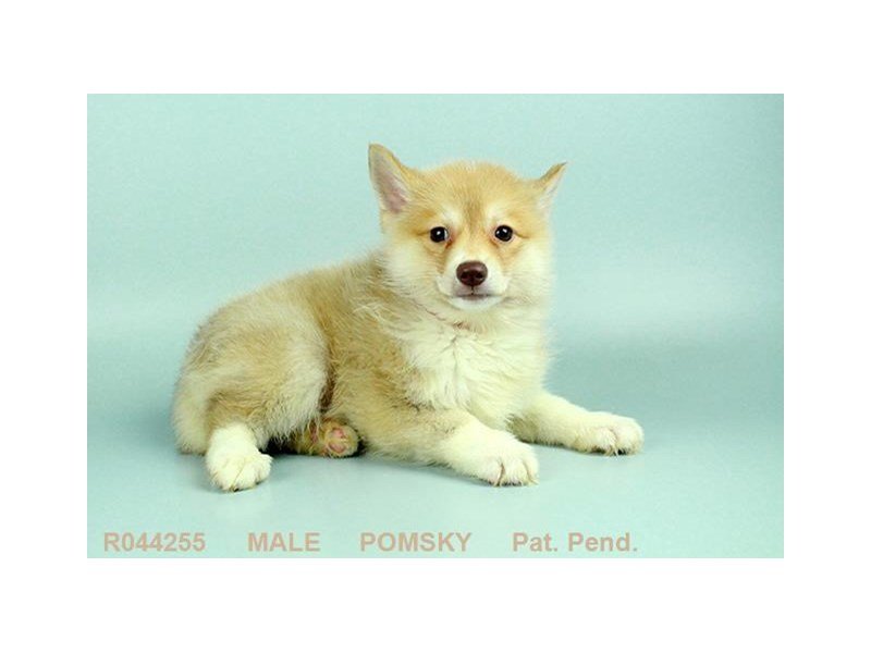 Pomsky-DOG-Male-CR SBL-1882055-My Next Puppy