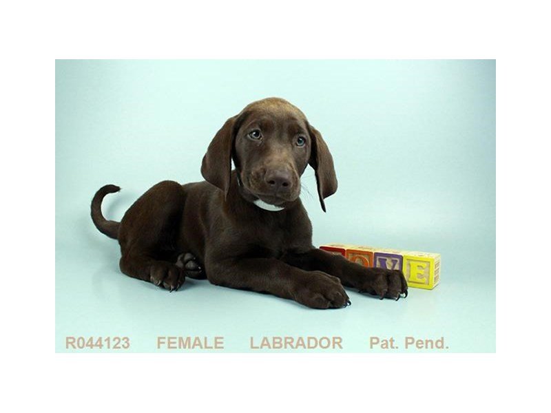 Labrador Retriever-DOG-Female-CHLT-1882060-My Next Puppy