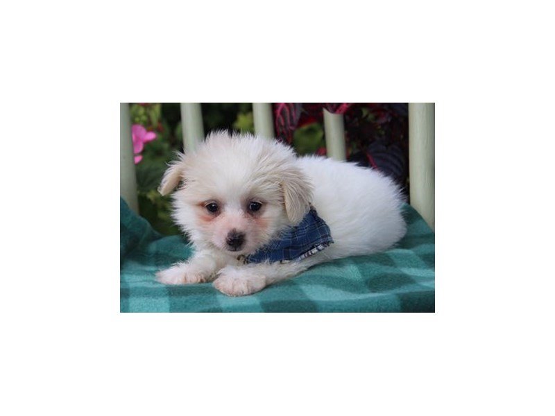 Pomeranian/Bichon-Male-Cream / White-1882400-My Next Puppy