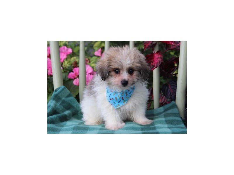 Pomeranian/Bichon-DOG-Male-Sable / White-1882402-My Next Puppy