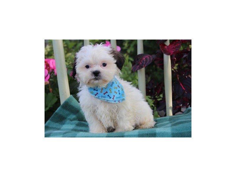 Shih Tzu-DOG-Male-Brindle / White-1882407-My Next Puppy