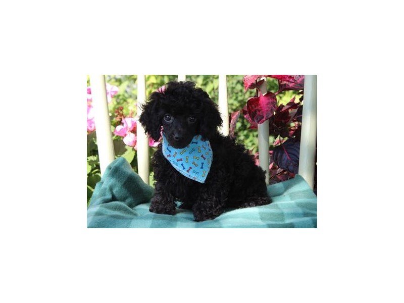 Poodle-DOG-Male-Black-1882409-My Next Puppy