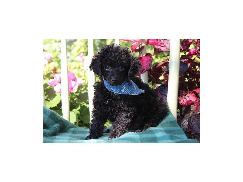 Poodle-DOG-Male-Black-1882412-My Next Puppy