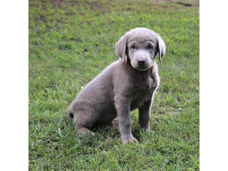 Labrador Retriever-DOG-Male-Silver-1882673-My Next Puppy