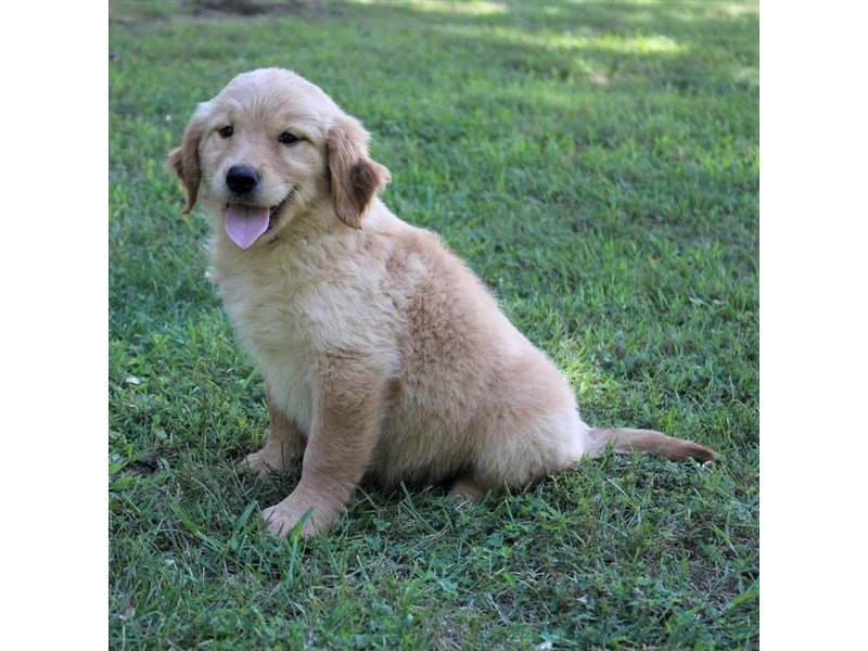 Golden Retriever-DOG-Female-Golden-1882674-My Next Puppy