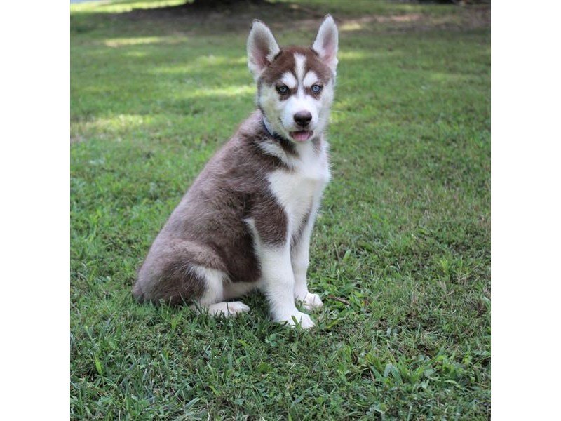 Siberian Husky-DOG-Female-Red / White-1882918-My Next Puppy