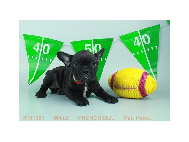 French Bulldog-DOG-Male-BRDL-1888210-My Next Puppy
