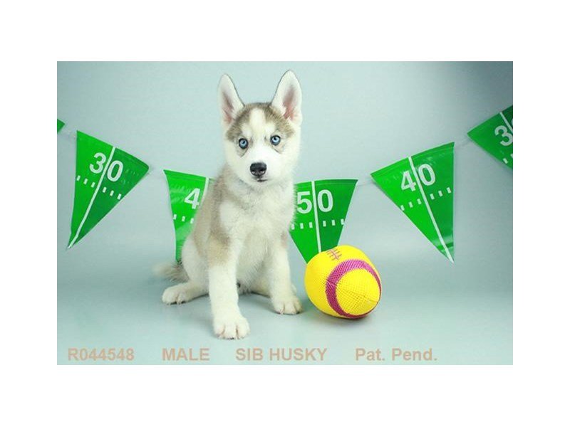 Siberian Husky-DOG-Male-RD & WH-1888218-My Next Puppy