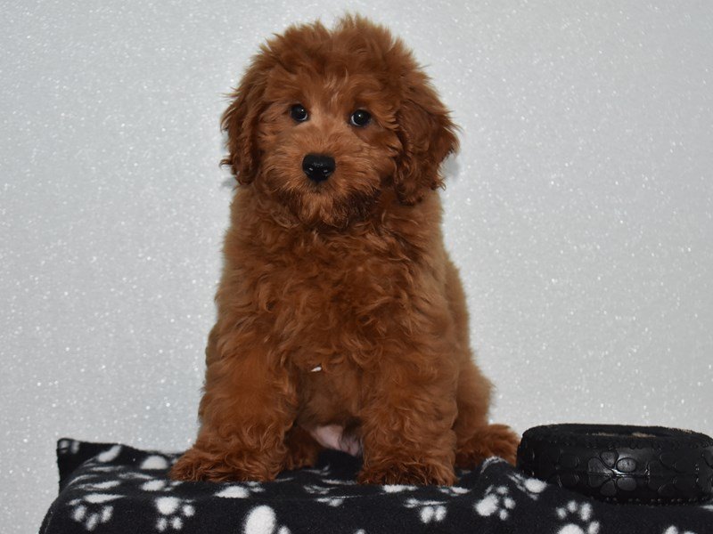 Miniature Goldendoodle-DOG-Male-DK GLDN-1888222-My Next Puppy