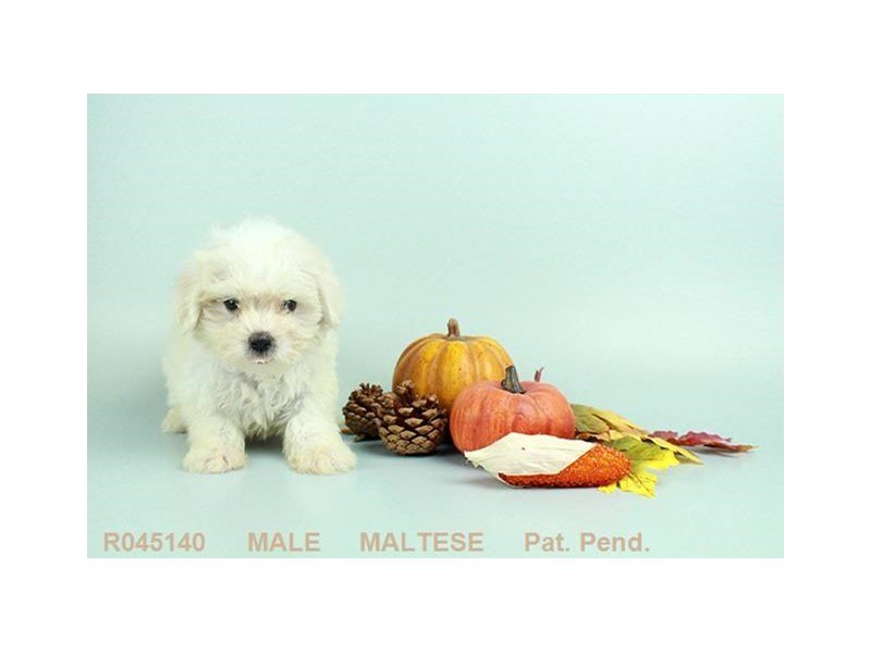 Maltese-DOG-Male-WH:BLK PTS-1893712-My Next Puppy