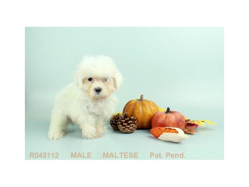 Maltese-DOG-Male-WH:BLK PTS-1893715-My Next Puppy