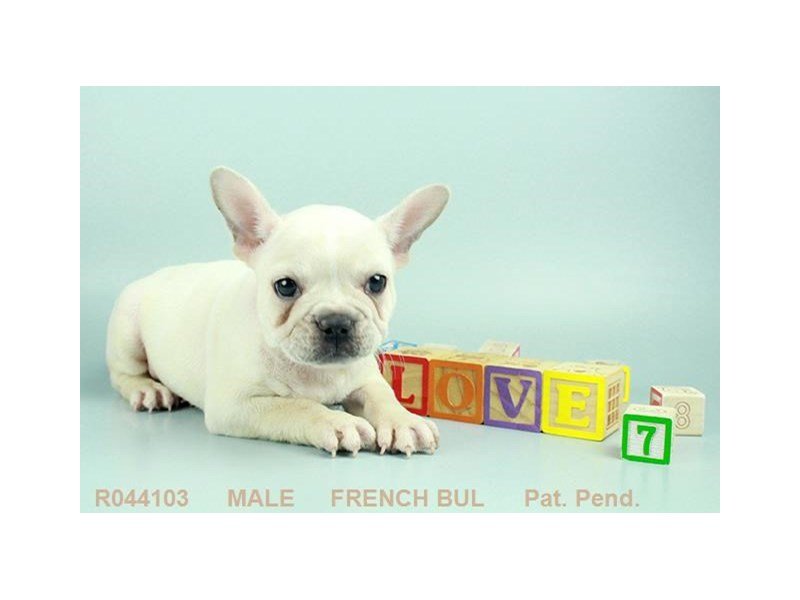 French Bulldog-DOG-Male-CR-1893722-My Next Puppy